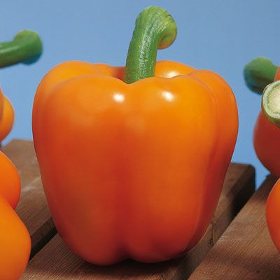 تصویر 3 از فلفل دلمه‌ ای نارنجی با ماندگاری بالا